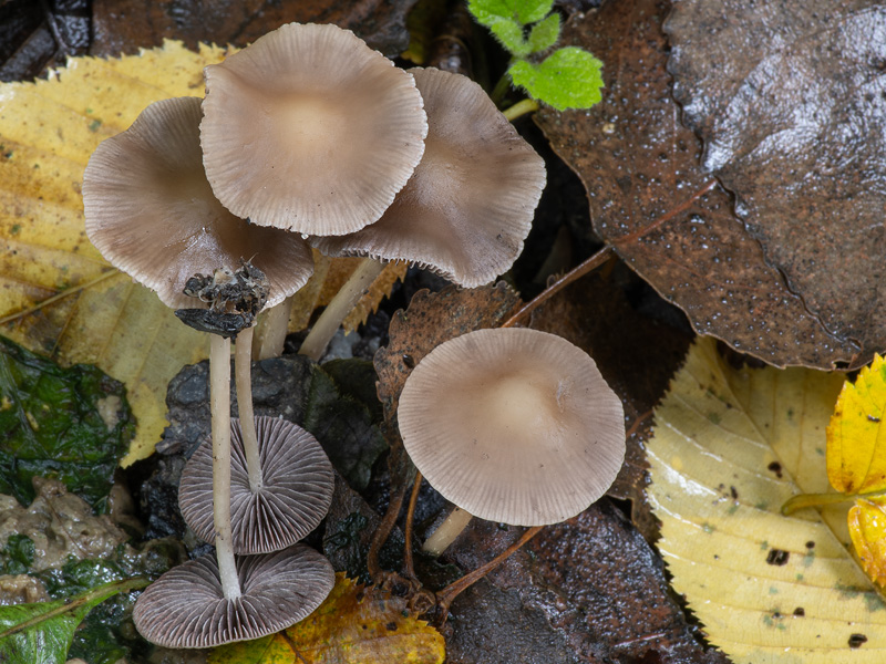 Psathyrella pseudogracilis